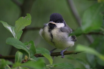 Obraz premium Great tit chick on a branch.