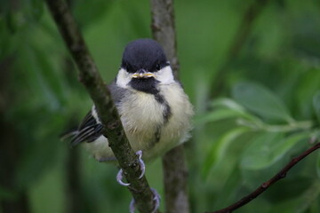 Great tit chick on a branch.