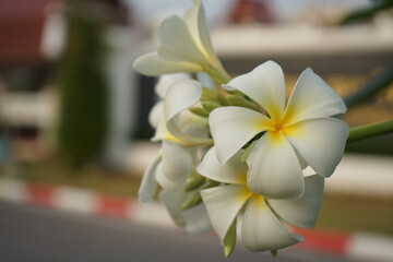 plumeria flower white or frangipani flower on a blurred background copy space