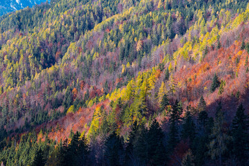Autumn color forest spruce conifer deciduous yellow green orange brown