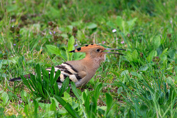 Eurasian hoopoe upupa epops bird beak bill brown green grass