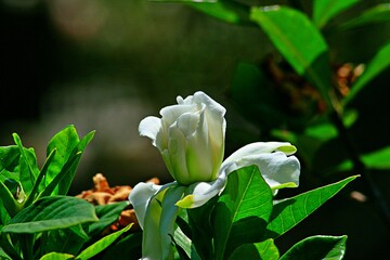 white tulip flower