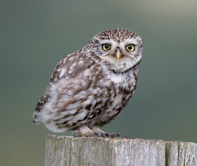 Little Owl