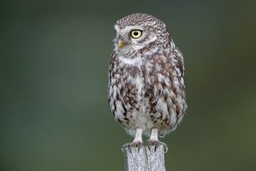 Little Owl