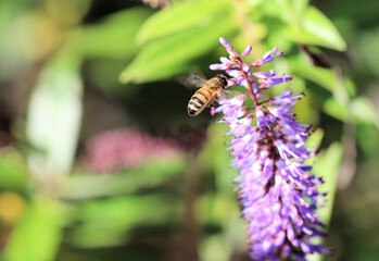 Western Honey Bee collecting nectar from Hebe flower, South Australia