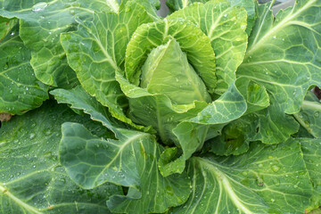 Close up of oxheart cabbage growing
