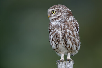 Little Owl