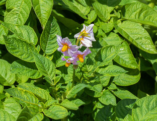 Close up of flowering potato plant (Solanum tuberosum)
