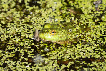 bright green frog is hidding in the lily pads on a sunny day