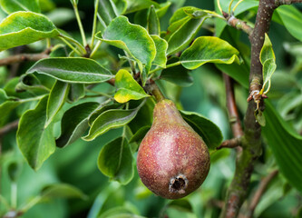 Close up of pear growing on a tree
