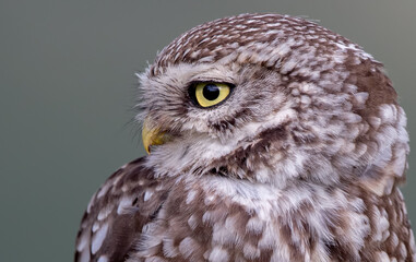 Little Owl