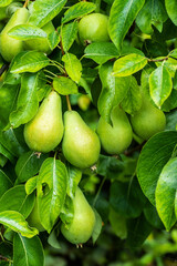 Close up of pears growing on a tree

