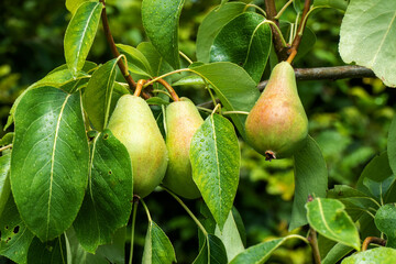 Close up of pears growing on a tree
