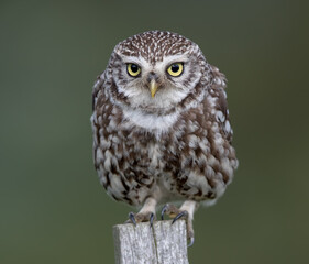 Little Owl