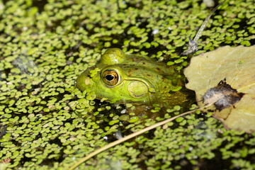 bright green frog is hidding in the lily pads on a sunny day