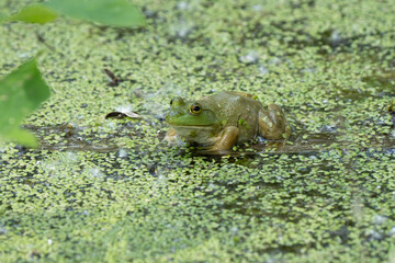 bright green frog is hidding in the lily pads on a sunny day
