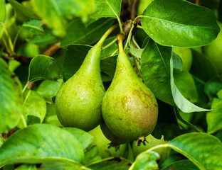 Close up of pears growing on a tree
