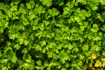 Close up of parsley growing (Petroselinum crispum)
