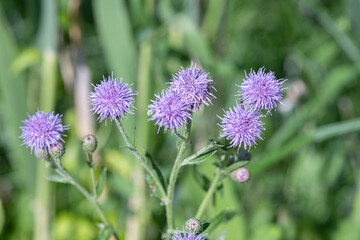 purple flora background in a shallow depth of field