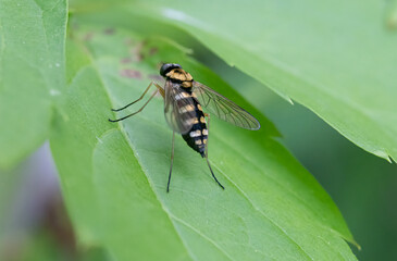striped horsefly is perched on a green leaf for a macro shot