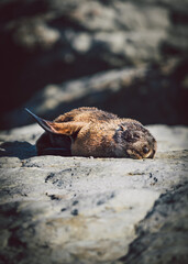 New Zealand fur seal pup resting in Kaikoura.