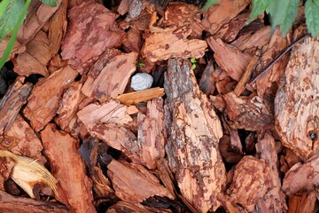 Деревянные щепки