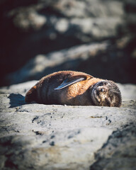 New Zealand fur seal pup resting in Kaikoura.