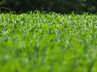green wheat field