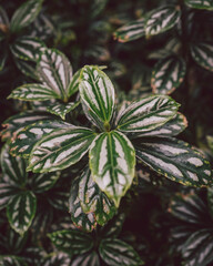 Green shrub with multicoloured leaves.