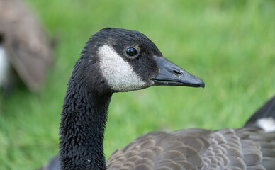 young canadian goose gets a close up head shot