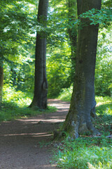 Obraz premium Walking path forest trees green grass spring