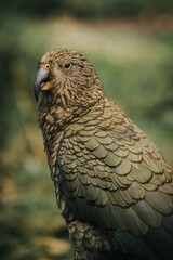 Portrait of a Kea on the road to Milford Sound, New Zealand. 