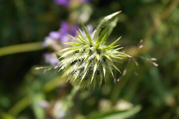 Green spike with long needles