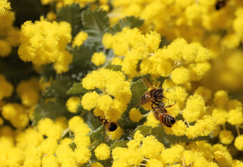 Western Honey Bee (Apis mellifera) collecting nectar and pollen from Cootamundra Wattle flowers, South Australia