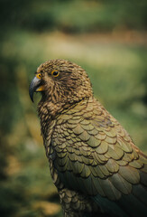 Portrait of a Kea on the road to Milford Sound, New Zealand. 