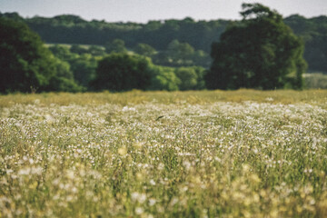 A  summer meadow in rural Britain.