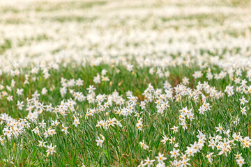Field Narcissus flowers Golica Slovenia