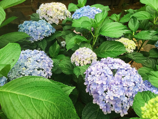 あじさい　紫陽花　アジサイ　花　満開