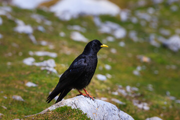 Alpine yellow-billed chough Pyrrhocorax graculus black