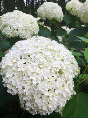 あじさい　紫陽花　アジサイ　花　満開