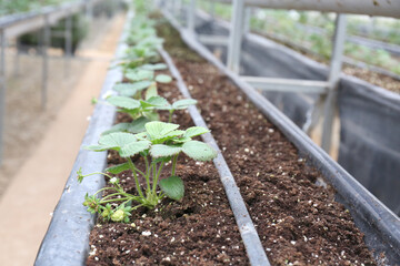 Field strawberry production. Growing Strawberry Plants