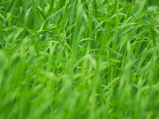 green grass background