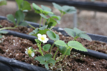 Field strawberry production. Growing Strawberry Plants