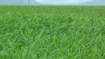 green wheat field