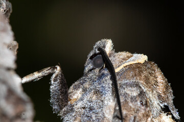 Macro photo goat moth Cossus cossus eyes