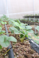 Field strawberry production. Growing Strawberry Plants