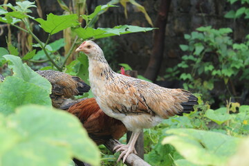hen in the garden