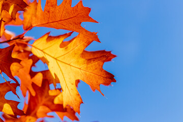 Fototapeta premium Bright red orange maple tree leaves autumn color blue sky bokeh
