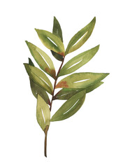 Watercolor hand painted botanical spring leaves branch illustration isolated on white background