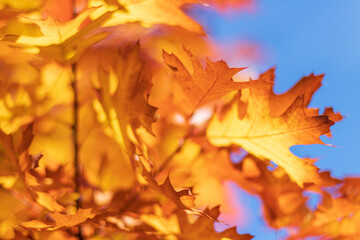 Bright red orange maple tree leaves autumn color blue sky bokeh